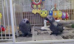 congo african grey babies fully weaned and eating well on there own
will be dna sexing them
serious inquiries only
thanks