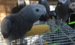 baby greys available weaned and unweaned..(light large silver greys)
fully weaned babies ((still give one feeding a day already eating on there own)) 1250 with large cage 1350!!
unweaned babies$1200 2/3 feedings a day with large cage 1350(available to