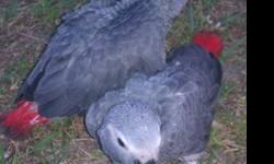 We currently have 3 congo african grey babies available. They are spoon feeding three times a day. We do ship once babies are old enough. Taking deposits. Please call Hobbs at 1-941-4751-1728 for further information.