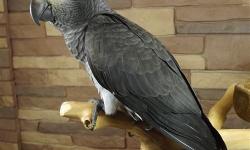 The baby it timneh NOT congo
The Difference Between Timneh & Congo Parrots and check the last pic
Both Congo and timneh African gray parrots come from Africa, but are common in different parts of the continent. Congo African grays evolved in Central