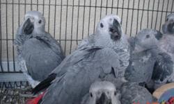 African grey congo babies on 4 feedings a day 3 1/2 weeks old $ 650 each plz call 954-548-8094 .