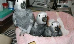 This proven pair of African Grey Congos is available for sale. They are a productive pair of birds and it pains me to sell them. There are no pictures of the parents (they are too shy). But I have included pictures of their past babies. Please contact me