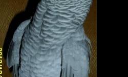 Nice African Grey Congo is a Female and approx 5-6 yrs old, Good sized Female... Good feather and excellent health, big eater... shes a lil shy and might be best as a companion bird or Breeder with a M Congo... email with contact info... can and will