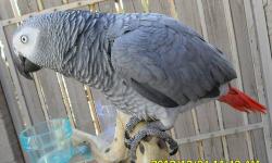 Super tame Congo, could be a pet or companion bird or tame pr (with a Male) of house Breeders... talks a grreat deeal and perfect health... just over 3 yrs old... No biting issues AT ALL... call for more info 480.593.8334 can and will ship...