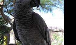 approx 6 yr old Male (DNA d) African Grey Congo... Perfect feather and a Good talker, but Nippy and he thinks it funny.... but he likes to play and swears a bit and then some, quite the personality and prefers women... could be a Pet or Companion bird...