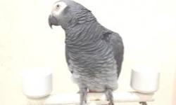 egg laying african grey congo, will trade for female blue front amazon or mature african congo male. (561) 315-0715