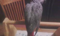 Maxine was my bird for 7 years then owned by my friend and now back with me.She like females much better and is very nippy with me as I have other pet birds. She talks and has very pretty plumage. The cage she is in is the only cage she has ever had so