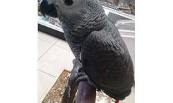 Sweet Handfed African Grey Congo Parrot Baby. Will make a great lifelong family pet and companion. these are expensive parrots and appropriate rehoming fee applies. Located in San Diego County
at Tropic Island Bird and Supply
1107 Greenfield Drive
El