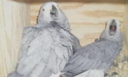 Proven pair of African Grey CONGOS !! Approx 10-12 yrs old and in perfect feather... Producing the last 3+ yrs .... Very light Silvery Cameroon's ... Productive pair, both are big eaters and the Male is a Gem - will feed the babies and sit the eggs ...