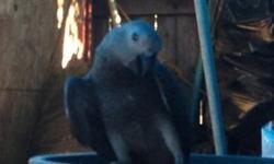Rehoming 12yrs old African grey female breeder. Asking $1200 or trade for baby African grey. For more info email me and leave your number. Thanks