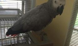 ****~*~** African Grey Congo Tame Female *~*~**
I currently have a Young 8yr old Female African grey.....She loves Men, but will also let Me & the kids handle her. so she will Bond with either one, but timid until she gets to know you first. Normally