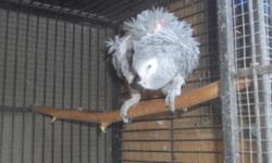 i have a female african grey for sale tame good az a pet and for breeding .seriouse buyers only no trade ..call jo @818 406 9114