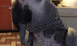 i have a very talkative and friendly congo African grey 2 yrs old and she will go to anyone and talk a lot I am looking to trade her for a cockatoo or macaw or let me know what you have for trade and must be friendly as well contact me 561 222 7730