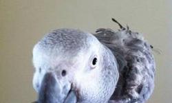 African Grey - Kravitz - Medium - Adult - Male - Bird
Meet Kravitz! He's a funny african grey that likes being around people. His favorite thing to do is belch when you walk into the room. He's come a long way since coming in a couple months ago. To meet