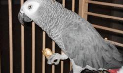 For Sale: 12 year old African Grey Male Breeder Bird.