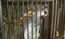Very Talkative African Grey Congo comes with his large parrot cage. Neat personality, learns new words quickly.
$750.00
937-837-3227
No E-mails Please