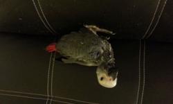 African grey pair female is plucked $1200
si Eclectus pair.$1200