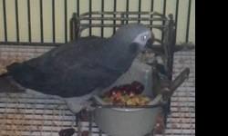 Ceasar is a 5 y/o African Grey Parrot. He's the sweetest thing. I've had him for 2 years & just don't have the time to give him the attention he deserves.