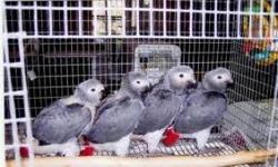 Chatty is a beautiful African Grey Female that was raised to be a breeder.
I am retiring from the business and selling my birds. Please contact if interested only. She is in PERFECT feather.