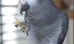Absolutely Gorgeous 6 years old Timneh African Grey.
Very sweet, talkative (around 60 words and learning)social, full of energy, curious and happy.
No health or behavioral problems. Perfect feathers.
$650 firm! Don't even bother with offers.
You have to