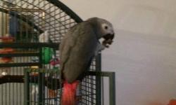 8 year old african grey male parrot, he is tame, prefers male handler, talks alot and mimics alot, he does not curse. his cage, all toys, food, bath, everything goes with him.