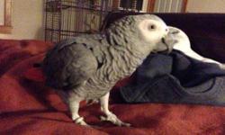 African Grey - Poopsie - Medium - Adult - Female - Bird
Poopsie is an adult female African Grey who does chew her feathers. We're working with her on learning to leave them alone and "preen" and chew toys. She loves to make noises and whistle tunes. She's
