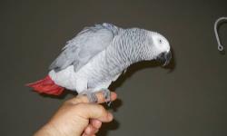 PROVEN PAIR OF AFRICAN GREY CONGO THESE BIRDS ARE ABOUT 10 T0 12 YEARS OLD THEY ARE IN GREAT FEATHERS AND IN PERFECT HEALTH FOR MORE INFO PLEASE CALL (619)249-9831 THANK YOU