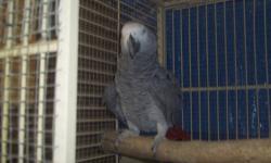 tame. or breeding african grey for sale hes about 10 years old ..price is firm .no trade cash only.call jo @818 406 9114