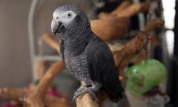 I am located in Austin and I have a year old african grey named Alex to re-home. He very sweet, tame and adorable. Alex is potty trained, steps up (tame), says hello and mimics sounds. He was hand fed and weaned by us. Alex is healthy and in perfect