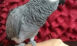 Jasper is 2 Years old (Hatched March 2011). Perfect feather not a plucker. Talks, whistles and makes household sounds, no profanity. Hand tame with me. Comes with cage. Cage is 24 inches wide, 22 inches deep, 63 1/2 inches tall with playtop. Inside of