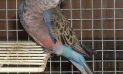 HI WE HAVE SOME MALE AND FEMALE AFRICAN RINGNECK PARAKETS THESE GUYS CAN EASILY BE TAMED AND THEY CAN SAY A FEW WORDS FOR MORE INFO PLEASE CALL GEORGE OR MIMI AT (619)249-9831 THANK YOU
