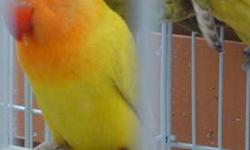 we don't sell Cheap love Birds just quality if you are looking for the best Mutation yes we have yellow faces, fishers, black mask, violets etc.
Ceasar Pet Store
1941 south Military Trail
West palm Beach Fl 33415
Sunshine Flea Market
Next to Manny