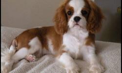 Precise Blenheim Cavalier king Charles pups. Parents are health certified in eyes and heart each year. Excellent pedigree with healthy linage. Parents are both from some of the greatest show dogs in Germany. The Bonitos Companeros kennel. Parents on site.