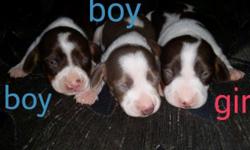 We have 2 adorable male puppies available that where born on Valentines day February 14th 2015. These adorable cupids will be medium size 10-13 lb adult guess weight. They will be 8 weeks old and ready to go home after their 2nd vaccine April 10th. (