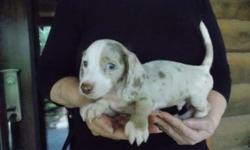 This puppy was born on April 24, 2016. He can be picked up now. He is ten weeks old. .He is outgoing and playful.and he plays well with children. .He has a smooth blue brindle piebald short hair coat and blue eyes. He's a miniature dachshund who will
