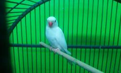 i have an albino indian ringneck i no longer have room for he is a mature male he is not tame im asking $140 for him im also open to trades and partial trades here are the type of birds im looking for :
lady gouldian finch (male)
nanday conure
lutino