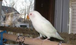 Albino lovebird with red eyes. 3 months old. DNA pending. Asking $175.00 For complete set up Black cage all metal 22l x 15w x 23h , 5/8" bar spacing, removable grille & tray, 3 cups 2 perches, seed guards , stand & toys & tents $225.00. For lovebird with
