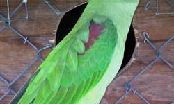 Breeder female Alexandrine Parrot. She's 5 or so years old and actually could probably be tamed. I can open her cage and scratch her head & back and she gives kisses through the cage bars but I had to earn her trust first. She will come with a small cage