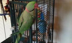Male Alexandrine Parrot that is very sweet. Loves to listen to you talk. I think he is trying to figure out how to talk. He loves to be kissed on the beak or head but doesn't step up unless he is on the floor. He will move on to your shoulder as he gets