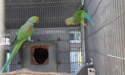 I have several pairs of alexandrine ringneck parrot - split to blue - pairs available. 1 in 4 of their offspring on average will be blue, 50% will be split to blue and 1 in 4 will be the normal green.