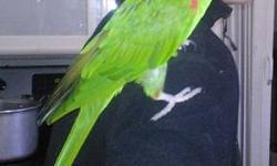 I have parakeets, love birds, finches, umbrella cockatoos, parralets, cockatiels, a sun conure, for sale. If interested call me at 706 296 1036