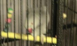 I am currently selling out of my bird stock.
A 6 year old Tamed African Grey Male for sale with Dome Cage - $1,200
A 6 year old breeding pair of White Belly Caiques that are very prolific - $2,000
A 5 year old breeding pair of Green Quakers - $500
A 3