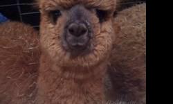 This package is for 2 females (one testing pregnant) Ages 5 years&10 months old.And also includes 2 males almost a year.Great way to get started owning alpacas without a big investment.!Colors are black,brown,white&fawn.Beautiful fleeced alpacas! 1 is