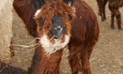 We are looking for a good farm/home to purchase our herd of wonderful Suri Alpacas!
We have several breeding and proven females, several young (2 y.o.)females ready for breeding, two yearling males born last spring, one black suri stud that throws a