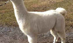 A Leap of Faith Alpaca Farm, located on Centerport Road in Port Byron, NY is pleased to offer these five girls as a package deal. All are maidens, but will come with a breeding.
Ariel-ARI registered, can be dual registered. Ariel has good conformation,