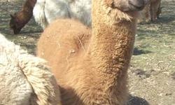  >>>>
If you've always wanted alpacas, here's a deal for YOU!
We have just a few boys left!
$100 each.
***ALPACAS are HERD animals, I may list them individually and will sell them as individuals to someone who already has alpacas!! IF you do NOT already