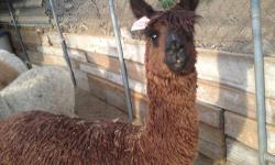 Autumn Ember a distinguished name only begins to describe her beauty. She is full Chilean girl of a rare suri combination of maroon and silver gray Awards Received 1st Place, Monterey Pronk, 2003, 1st Place Southwest Regional Alpaca Show, 2003. Her dam is