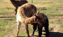 Princess Mahogony is an award-winning, proven female who not only comes up for kisses, she has quite the pedigree! She is out of the incomparable Mahogony Prince of PVA & an Acero Marka Bolivian (one of the original Andy Tillman imports) Her male cria is