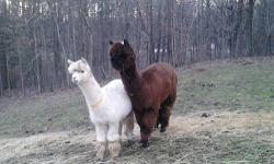 I have 4 male alpacas for sale. Friendly. Make nice pets. Easy to care for. Two dark brown, one caramel, and one white. Call, text, or email. 740-260-4931