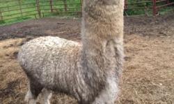 I have 3 beautiful, healthy alpacas that I will sell for 400.00 each or 1000.00 for all 3. I have 1 female, 1 male, 1 neutered male.
This ad was posted with the eBay Classifieds mobile app.